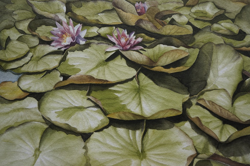 Vandens lelijos (Reprodukcija/Printas)