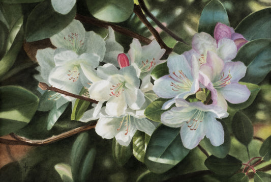 Flores Rhododendrorum